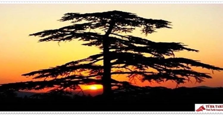 8.	 Kızıldağ Milli Parkı (Isparta)  Akdeniz Bölgesi’nde Isparta ili, Şarkikaraağaç ilçesi sınırları içerisinde yer almaktadır. Şarkikaraağaç’ a 5 km, Isparta’ya 120 km mesafededir. Kızıldağ Milli Parkı; sedir ormanları ve maki topluluklarının oluşturduğu flora çeşitliliğinin sergilendiği, Beyşehir Gölü’nün kuşbakışı gözlenebildiği doğal peyzaj çeşitliliğine sahip bir sahadır. Milli park içerisinde günübirlik rekreasyonel aktivitelerden piknik, treking, doğa yürüyüşleri, uzun süreli rekreasyonel aktivitelerden de çadırlı ve karavanlı kamping yapılabilir. Çadır ile konaklama yapılabilir. Ayrıca sahada Milli Parklar ve Av-Yaban Hayatı Genel Müdürlüğü’ne ait bungalowlardan faydalanmak mümkündür.